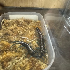 ペア売りです。Scolopendra paradoxaの画像