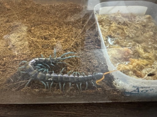 ペア売りです。Scolopendra paradoxa