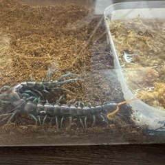 ペア売りです。Scolopendra paradoxaの画像