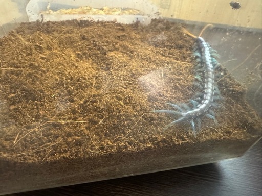 ペア売りです。Scolopendra paradoxa