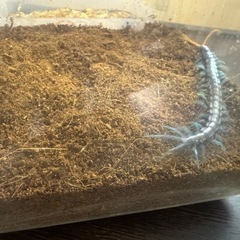 ペア売りです。Scolopendra paradoxaの画像
