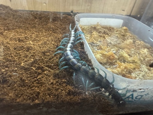 ペア売りです。Scolopendra paradoxa