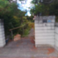 松の木の画像