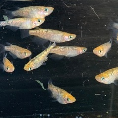 25-1 メダカ　月弓　2ペア＋1匹(5匹) (画像個体より)の画像