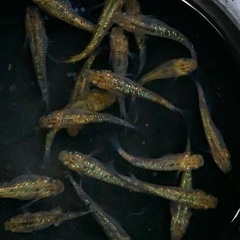 25-1 メダカ　月弓　2ペア＋1匹(5匹) (画像個体より)の画像