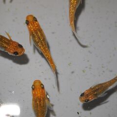 メダカ　ブランドミックスメダカ稚魚（１㎝以上）　３０匹の画像