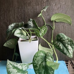 スキンダプサス　トレビー　鉢植えの画像