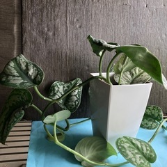 スキンダプサス　トレビー　鉢植えの画像