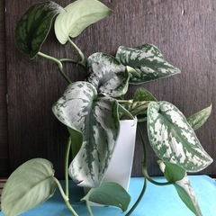 スキンダプサス　トレビー　鉢植えの画像
