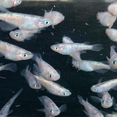 25-1 メダカ　獅子流し　しぐれ　2ペア＋1匹(5匹 画像個体より)の画像
