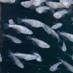 25-1 メダカ　獅子流し　しぐれ　2ペア＋1匹(5匹 画像個体より)の画像