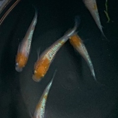 25-1 メダカ　王華　2ペア+1匹　5匹 (画像個体現物)の画像