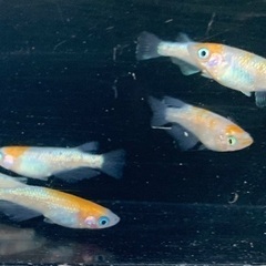 25-2 メダカ　王華　3ペア　6匹 (画像個体現物)の画像