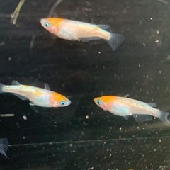 25-1 メダカ　王華　2ペア+1匹　5匹 (画像個体現物)の画像