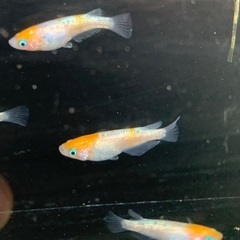 25-1 メダカ　王華　2ペア+1匹　5匹 (画像個体現物)の画像