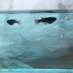 オランジェメダカ1ペア(グレード上物)若魚の画像
