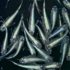 25-1 メダカ　鱗光　5匹 (画像個体より)の画像