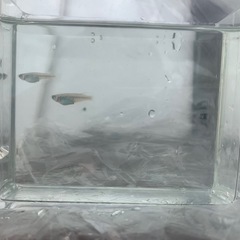静波ブルーメダカ1ペア(グレード極上)若魚の画像