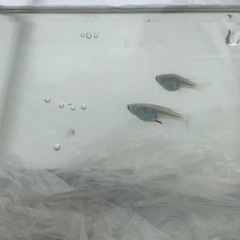 深海メダカ2ペア(グレード極上)種親の画像