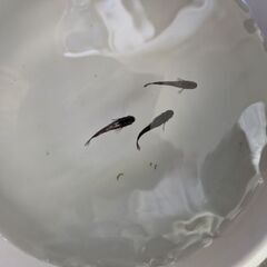 ゼロワンめだか（トリオ）の画像