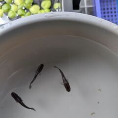 ゼロワンめだか（トリオ）の画像