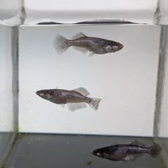 ゼロワンめだか（トリオ）の画像