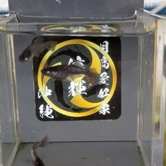 ゼロワンめだか（トリオ）の画像