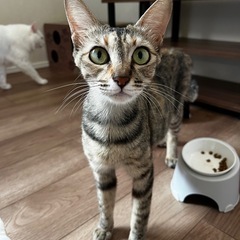 マミ🐱麦わら柄