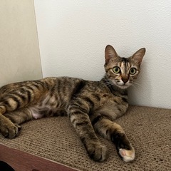 マミ🐱麦わら柄 - 熊本市