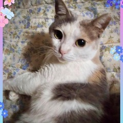 パステル三毛ゆめちゃん♀大変な可愛いさんですよ💗