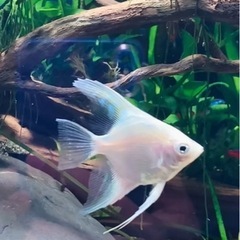 エンゼルフィッシュの画像