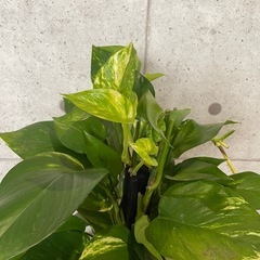 観葉植物　ポトスゴールデン　高さ１０５センチの画像