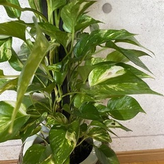 観葉植物　ポトスゴールデン　高さ１０５センチの画像