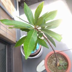 多分ホルトノキ　植木　5年目 鉢なしなら無料にするのでご相談くださいの画像