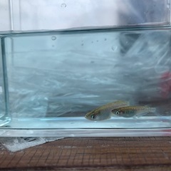 金斑ラメメダカ1ペア(グレード極上)種親の画像