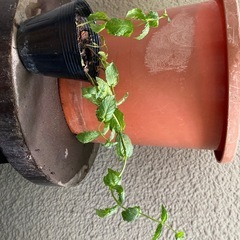 無農薬　スペアミントの苗　spearmint seedling ハーブ　家庭菜園　園芸　natural herb mint julepの画像