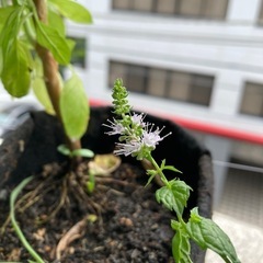 無農薬　スペアミントの苗　spearmint seedling ハーブ　家庭菜園　園芸　natural herb mint julepの画像