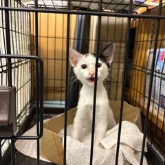 生後二ヶ月半〜三ヶ月の子猫　黒白　オス　