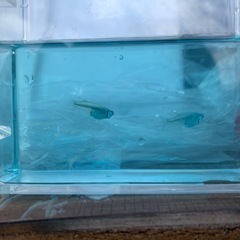 サンセット極龍メダカ1ペア(グレード極上)種親の画像