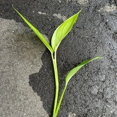 ヤマサキカズラの画像
