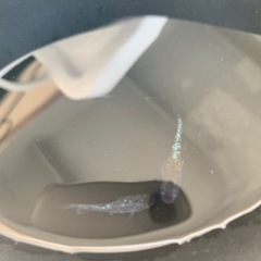 富嶽ブラックメダカ1ペア(グレード極上)若魚の画像