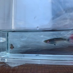 【メダカ屋のんの】白姫メダカ1ペア(グレード極上)若魚の画像