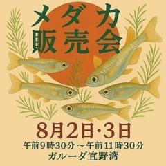 宜野湾でメダカ掬い