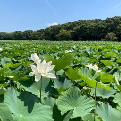 やさしくととのう時間 〜境内ヨガ〜