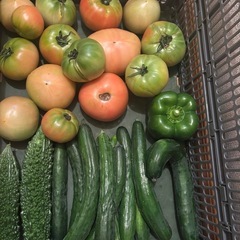 朝取れ🥒と🫑とゴーヤと傷物🍅の画像