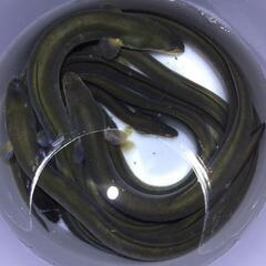 71.o(^o^)o夏だ！鰻釣りだ　鰻釣り　　ラインオープンチャ...