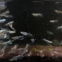 若魚　選外　ミッドナイトフリルラメ、体外光　数量自由の画像