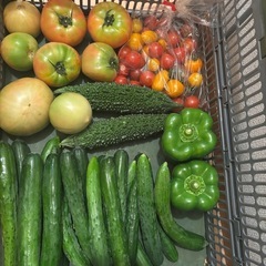 朝取れ🥒と🫑とミニ🍅とゴーヤと傷物🍅