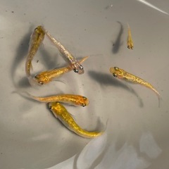 月神7匹セット🐡ラメめだか🐡の画像