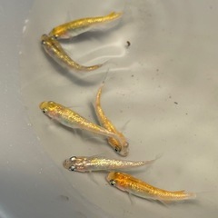 月神7匹セット🐡ラメめだか🐡の画像